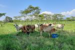 Modelo de ganadería sostenible en el Grupo Éxito.