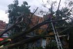 Lluvias generan colapso de árbol en Aranjuez