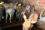 Tres caballos sacrificados, el hallazgo de las autoridades en matadero clandestino en Copacabana