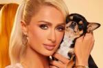 Detectives y psíquicos: las acciones de Paris Hilton por encontrar a su perrita 'Diamond Baby'