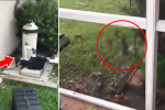 [Video] Perrito inquieto hace desastre en el patio de su dueña y se vuelve viral