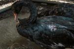 Rescatan en Medellín a tres cisnes negros en condiciones de maltrato  