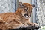 Puma rescatado en Antioquia