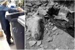 Tres animales fueron decapitados durante supuestos rituales satánicos en Santa Elena, Medellín