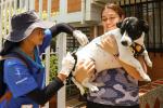 Vacunación de mascotas en Medellín