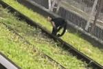 [Video] Mono capuchino amarrado en rieles del Metro de Medellín